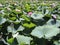 Beautiful natural landscape bloom of lilies on the lake.