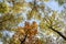 Beautiful natural landscape with bottom view of the tops of trees with colorful foliage in the autumn Sunny Park