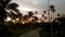 Beautiful natural landscape-lots of palm trees at dawn against an orange - gray sky in a hotel in the Dominican Republic