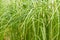 beautiful natural large green plant grass with raindrops