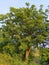 This is the beautiful natural neem tree/azadirachta, in the village of Ambegaon maharashtra india