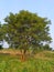 This is the beautiful natural neem tree ,in the village of Ambegaon maharashtra india