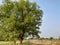 This is a beautiful natural neem tree, in the village of Ambegaon maharashtra india