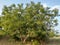 This is a beautiful natural neem tree, in the village of Ambegaon maharashtra india