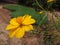 Beautiful and natural orange colour flower with the grass heart in the garden