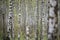 Beautiful natural panoramic landscape - summer birch grove in the evening diffused sunlight.