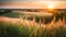 Beautiful natural panoramic rural landscape. Blooming wild tall grass in nature at sunset in warm summer. Pastoral landscapes