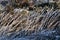 Beautiful natural patterned winter background of frozen tall grass and gorse plant in Dublin and Wicklow mountains, Ireland