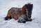 A beautiful, natural picture of an icelandic horse laying in the snow