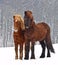 A beautiful, natural picture of two icelandic horses, in the snow