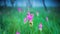 Beautiful Natural pink flower Siam Tulips or Dok krachiao with green nature background at Chaiyaphum Thailand