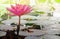 Beautiful natural pink lotus flower reflection in pond