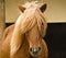 A beautiful, natural portrait of an icelandic horse, looking cute into the camera