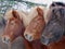 A beautiful, natural portrait of three icelandic horses, close together