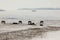 Beautiful natural scene. Herd of wild red horses riding on snowy mountainy road. Wild horses at winter season.