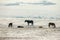 Beautiful natural scene. Herd of wild red horses riding on snowy mountainy road. Wild horses at winter season.