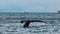 Beautiful natural scene of magnifficent whales swimming through ocean waves. Amazing landscape of dark sea, giant