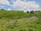 This is a beautiful natural scene in the rainy season and some trees as well as blue sky and very nice atmosphere