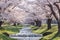 Beautiful natural scene of a tunnel of full blooming cherry blossom trees
