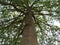 beautiful natural tree leaves branches high large wood shade