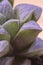 Beautiful natural vertical filled frame detailed close up macro shot of short thick purple green leaves of a crassula deceptor or