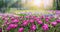 Beautiful natural wide-format image of spring meadow of young bright blooming purple tulips.