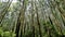 Beautiful natural woods pattern formed by Eucalyptus trees in forest in Gudalur to Ooty road. Amazing landscape view of natural