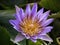 Beautiful naturally lotus flower garden