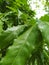 Beautiful naturally Saraca asoca leaf DSLR click blur effect