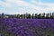 Beautiful nature attracts tourists. Purple lavender field in Tomita, Furano, Hokkaido, Japan