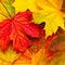 Beautiful Nature autumn Background. Colorful texture with fallen maple leaves, macro. Group multicolored maple leaves. Top view,