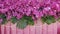 Beautiful nature backdrop of tropical flower pink purple orchids and tropic foliage plants Monstera and green leaves fern on pink