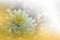 Beautiful Nature Background.Abstract Artistic Wallpaper.Art Macro Photography.Amazing Floral Photo.Yellow Chrysanthemum Flower.