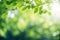 Beautiful nature background with green leaves on tree and blurry background with sunlight and bokeh