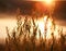 Beautiful nature background growing stalks of grass against suns