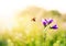 Beautiful nature background with ladybug flies over a summer meadow with flowers delicate purple bells to the Sunny bright light