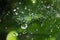 Beautiful nature background with morning fresh drops of transparent rain water on a green leaf. Drops of dew in the On web of a s