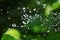 Beautiful nature background with morning fresh drops of transparent rain water on a green leaf. Drops of dew in the On web of a s