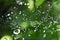 Beautiful nature background with morning fresh drops of transparent rain water on a green leaf. Drops of dew in the On web of a s