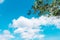 Beautiful nature background natural tree with cloud, clear sky.