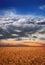 A beautiful nature background with sky and cereals