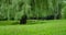 Beautiful nature background of spring lush landscape, green grass glade and old willow tree. Branches swinging in breeze