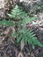 Beautiful nature background of vivid green ferns. Backdrop of lush fern thickets close-up. Chaotic rich flora among