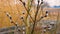 Beautiful nature background. Willow branch in motion in slow motion. Nature background. A branch with blossoming fluffy pussy-will