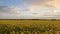 Beautiful nature with a blooming yellow field. Rapeseed. Agriculture