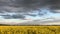 Beautiful nature with a blooming yellow field. Rapeseed. Agriculture
