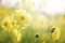 Beautiful nature close up yellow cosmos flowers background in spring.