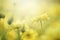 Beautiful nature close up yellow cosmos flowers background in spring.