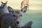 Beautiful nature deer in Nara park. japan travel concept