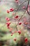 Beautiful nature with dewy red berries, hawthorn fruits, blurry background